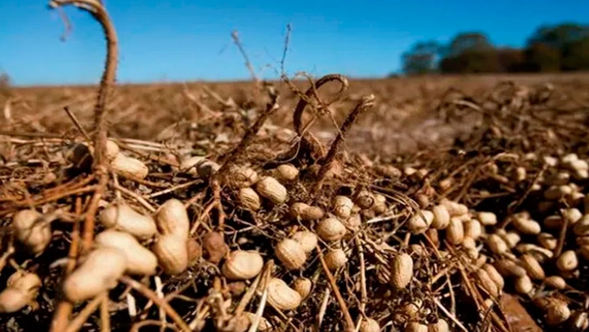 El maní presentó sus desafíos para potenciar el consumo mundial en un contexto de pandemia