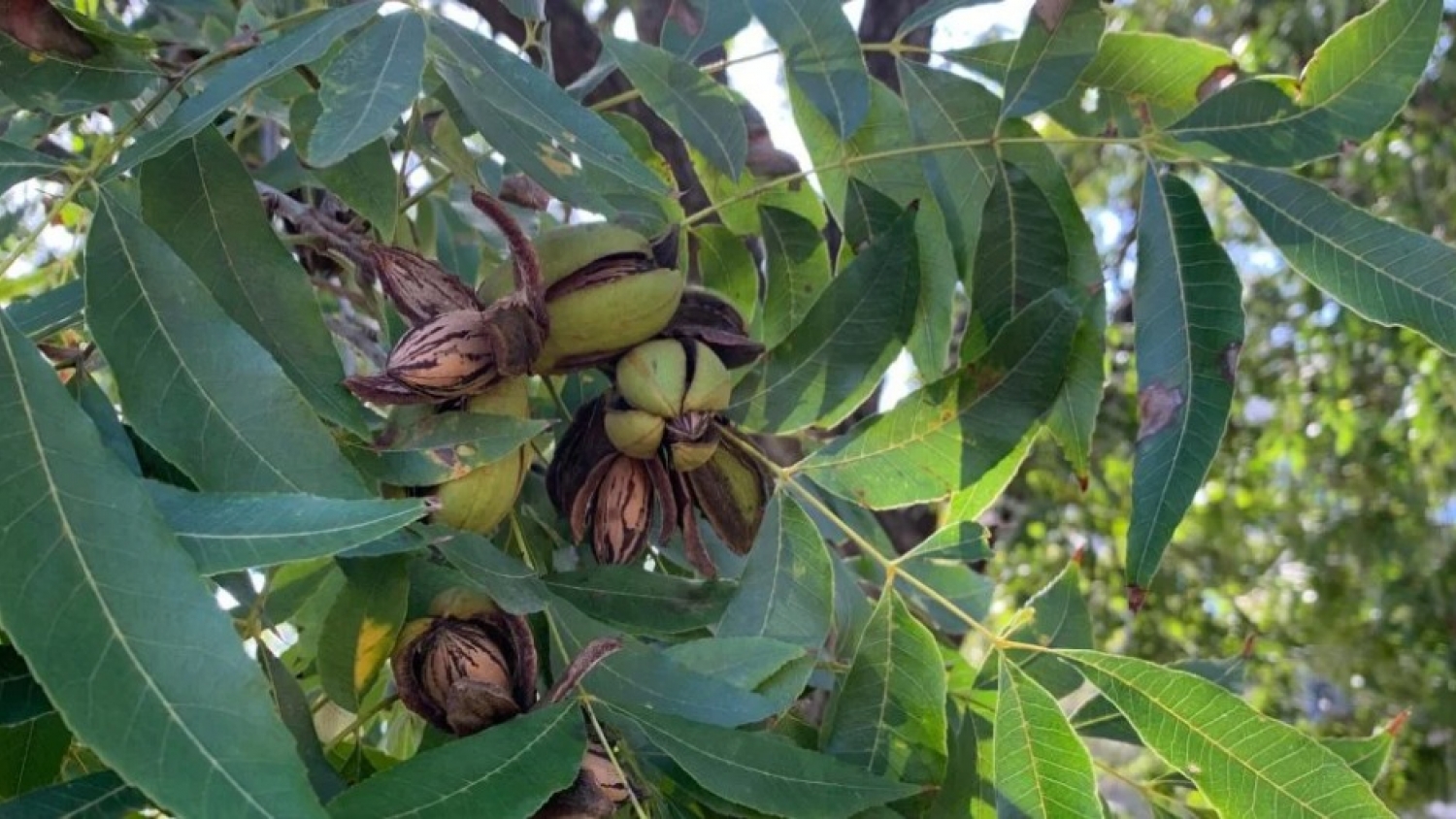 La nuez pecán gana terreno como alternativa rentable en el sudeste cordobés