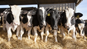 Un feedlot familiar en Río Negro logra una eficiencia récord sin monensina y con un sistema integrado