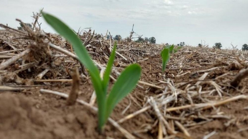 Proyecciones: el maíz temprano se acerca a las 100 mil hectáreas en el centro-norte de Santa Fe