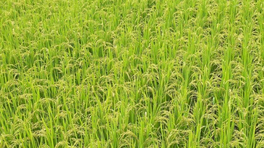 Desarrollan un sistema de alarma para el Quemado del Arroz