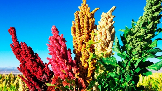 Desarrollan método para mejorar y adaptar el cultivo de quinoa al calor