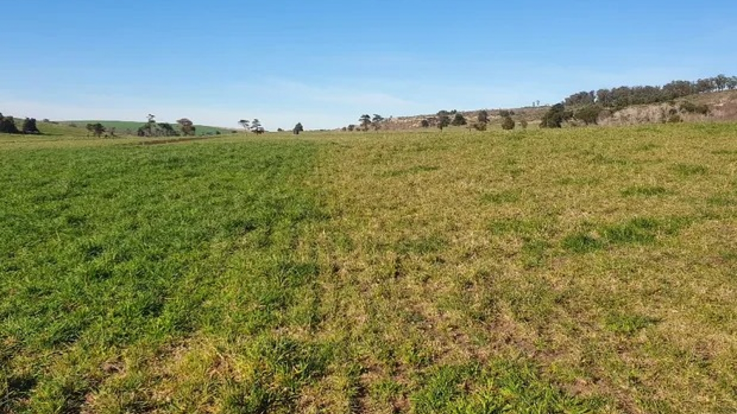 Solo el 25% de los productores fertiliza correctamente las pasturas y se resiente la producción de carne y leche