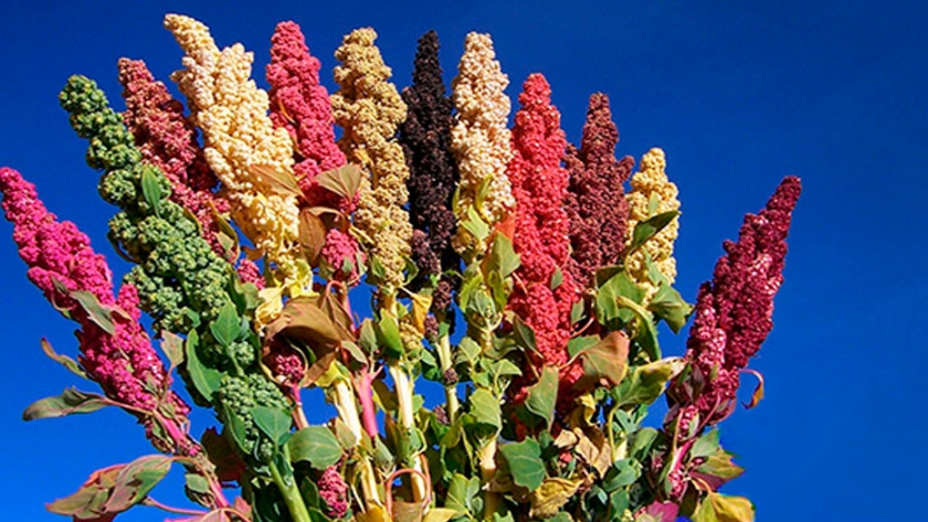 Quinoa: Características, cultivo y cuidados