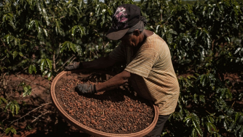 Consumo de café está presente en la canasta familiar de 99% de los hogares colombianos