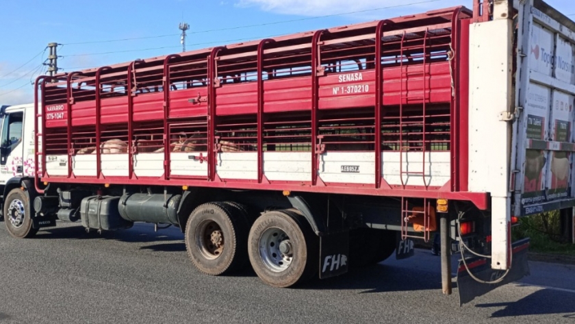 Transporte seguro: Qué medidas de bioseguridad aplicar para el traslado de cerdos