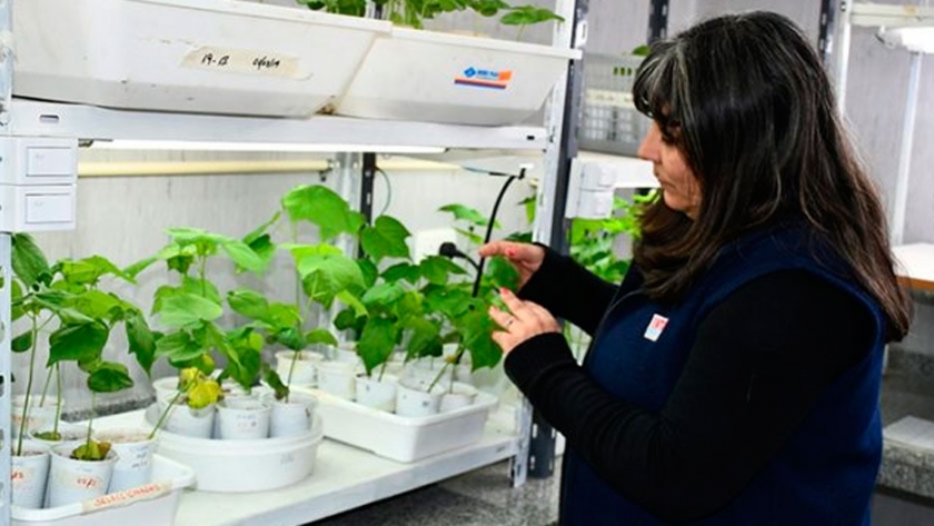 En el camino hacia la variedad de algodón transgénico contra picudo