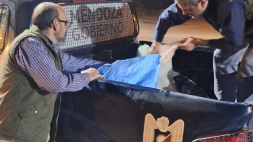 La Dirección de Ganadería recordó que la faena y comercialización de carne equina para consumo humano es ilegal en el país