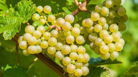 Vitivinicultura de exportación: la uva fresca de Cuyo viaja a Australia y a Sudáfrica