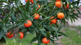 Cómo cuidar un árbol de mandarinas en casa