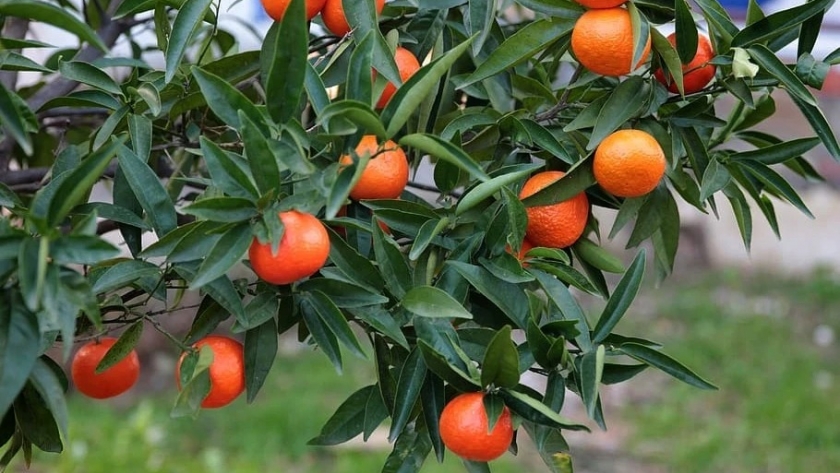Cómo cuidar un árbol de mandarinas en casa