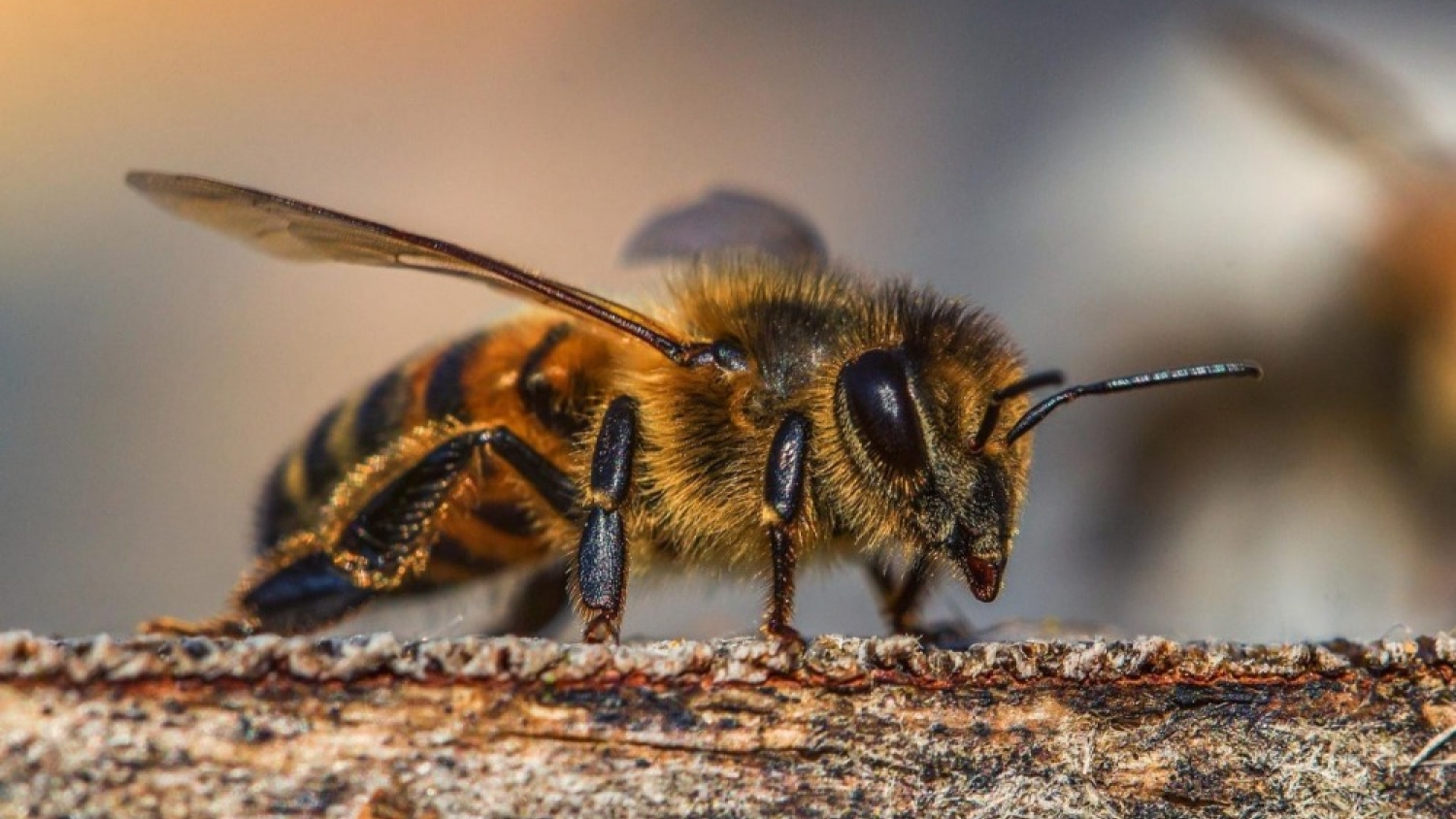 Innovación argentina: crean una tecnología biotecnológica para reducir la mortalidad de las abejas