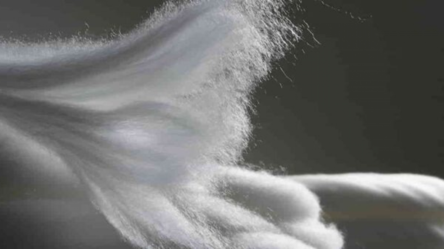 Del bosque al placard: una fibra celulósica europea se prepara para transformar la industria textil