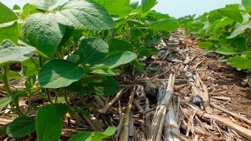 Recomendaciones para el silaje de soja