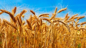 Triticale: presentan tres nuevas variedades del cereal forrajero