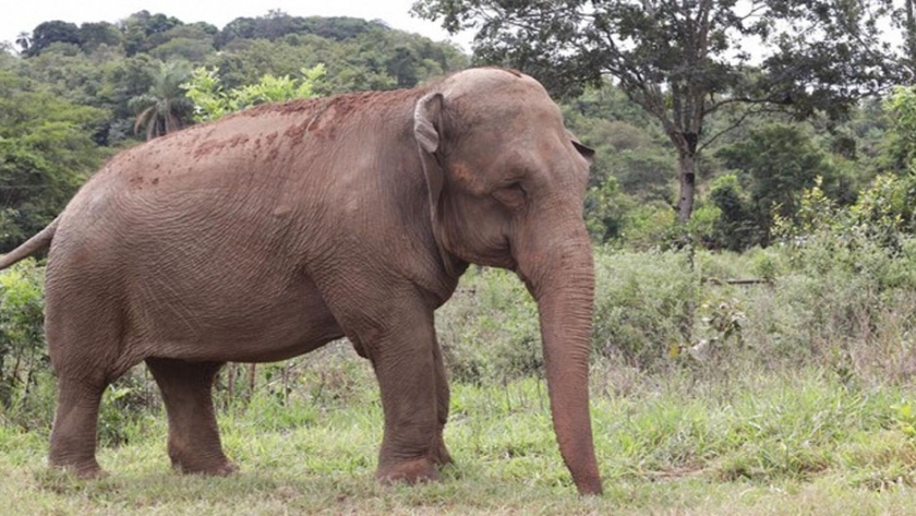 Mara camina en un ambiente natural en el Santuario del Mato Grosso