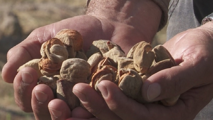 Los frutos secos se posicionan en los valles norpatagónicos