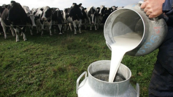 Tambos: el precio de la leche al productor mostró un incremento del 5% en junio