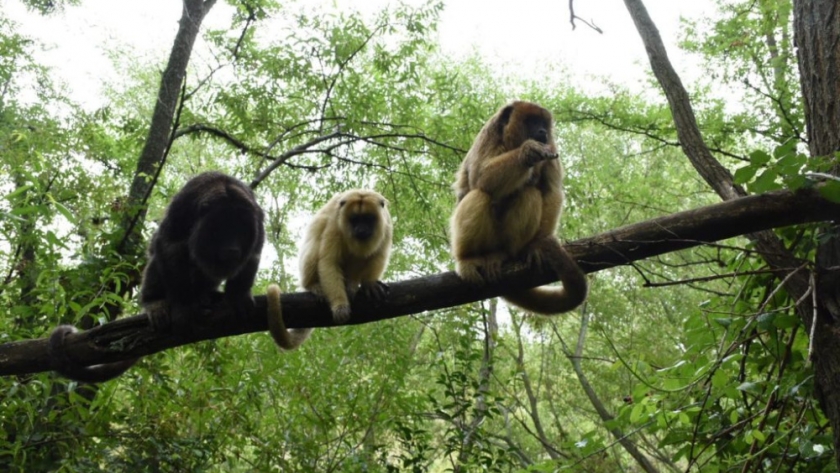 El santuario del alma: Proyecto Carayá, un refugio cordobés donde los animales vuelven a ser libres