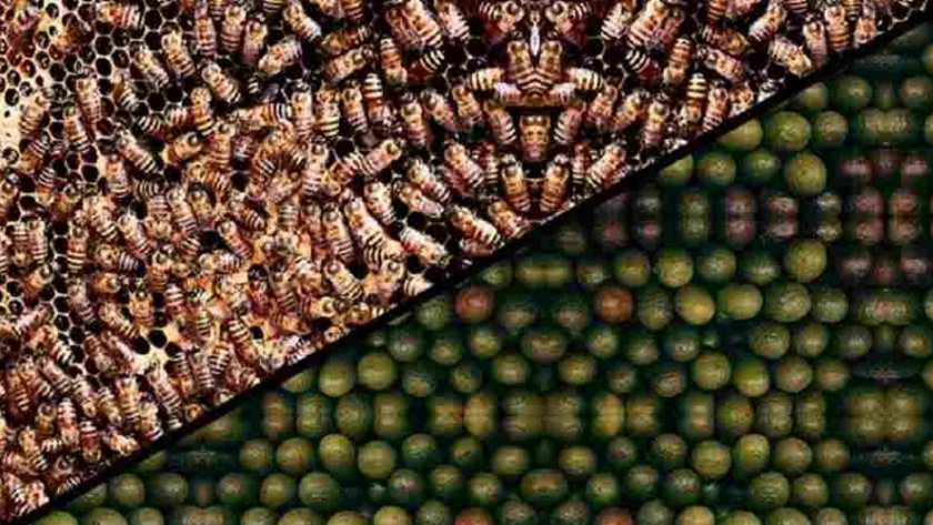 Nuestra obsesión por el aguacate es una amenaza para las abejas