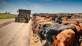 Los feedlots, con baja reposición por incertidumbre