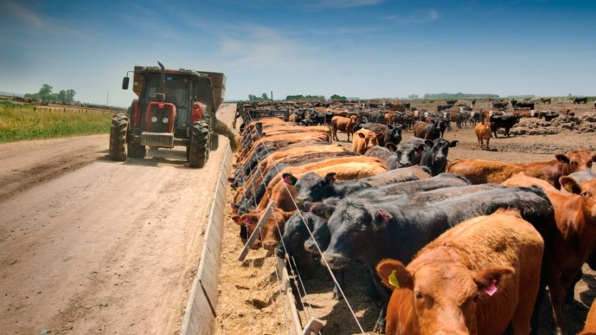 Los feedlots, con baja reposición por incertidumbre