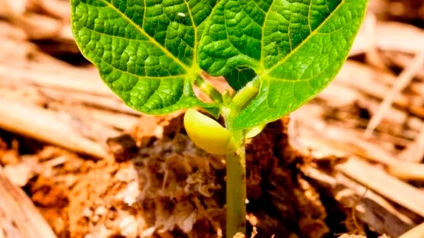 Poroto, un cultivo cada vez más importante para el norte argentino