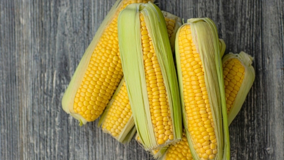 Las DJVE de la cosecha 2022/23 de maíz son récord para esta época del año