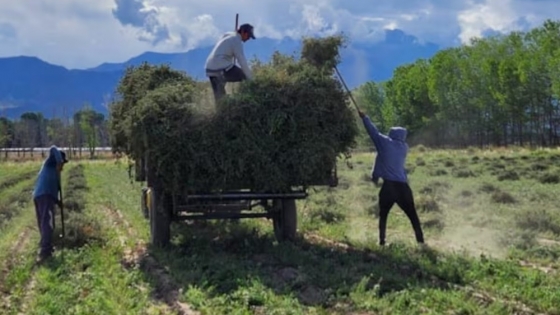 El orégano argentino gana mercados: las exportaciones superaron los 600.000 kilos y crece el valor de una producción con sello de origen
