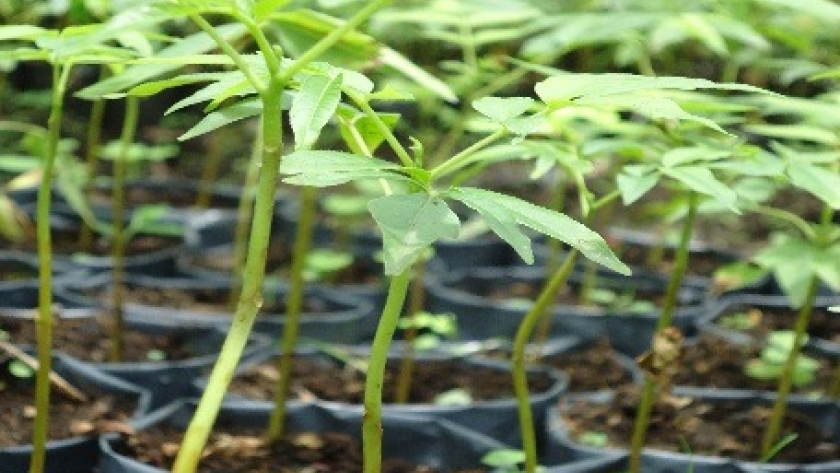 Mendoza produce cerca de un millón de forestales al año en sus viveros
