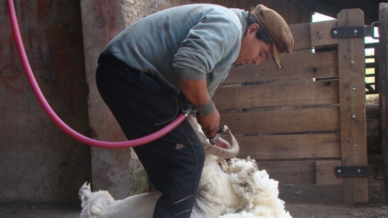 Patagones: 2° Licitación pública de lana virtual 2020
