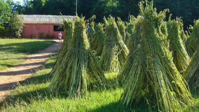 Inició cosecha de sésamo, rubro que impacta positivamente en la agricultura familiar 