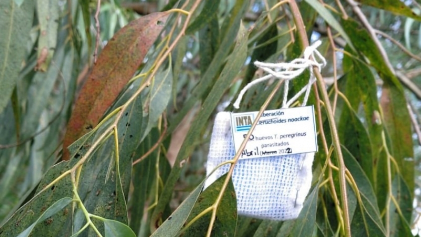 Un parasitoide como biocontrolador para la chinche del eucalipto