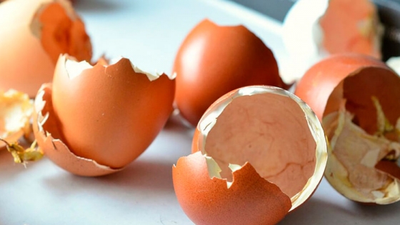 Huevos: qué tomar en cuenta para medir problemas de calidad en la cáscara
