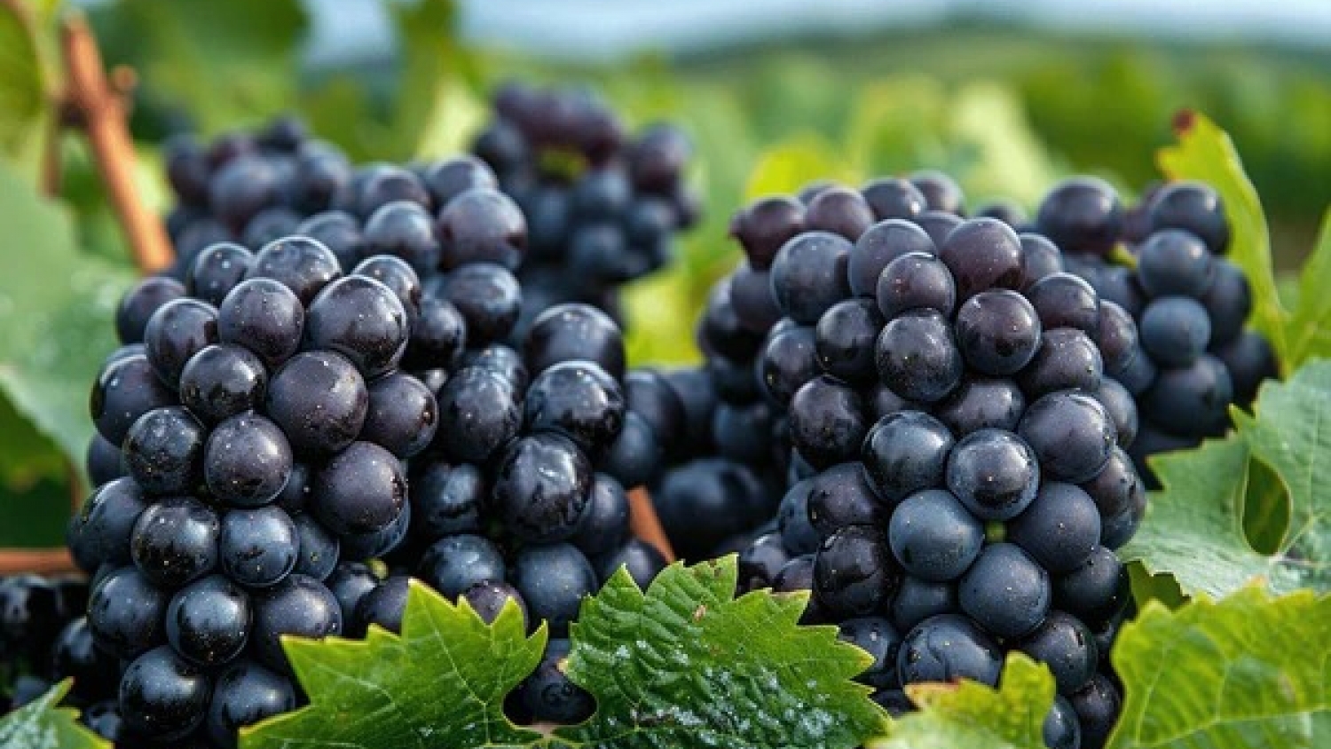 Un Cabernet Franc argentino fue elegido el mejor vino del año por más de 100 enólogos