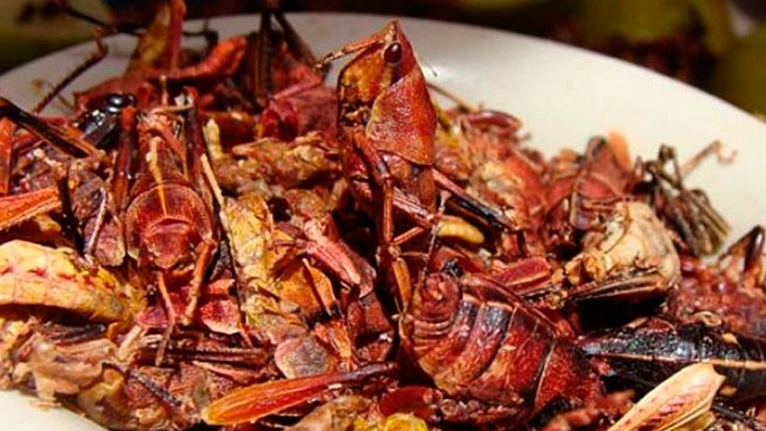 Estudiantes en México elaboran carne basada en la proteína vegetal y chapulines