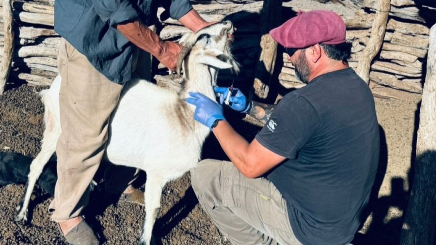 Realizan en Mendoza un relevamiento sanitario para detectar brucelosis en cabras