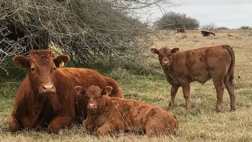 Prevén menor oferta y un escalonamiento de las ventas de terneros durante el otoño