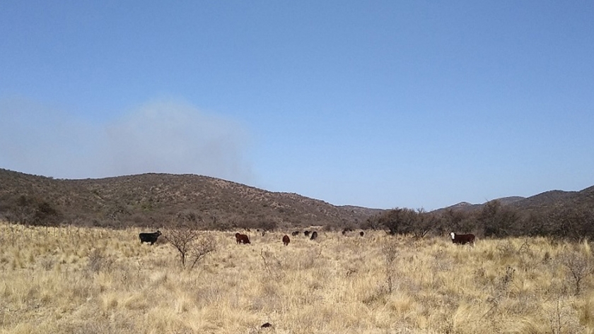 Pautas de manejo de ganado en zonas afectadas por los incendios