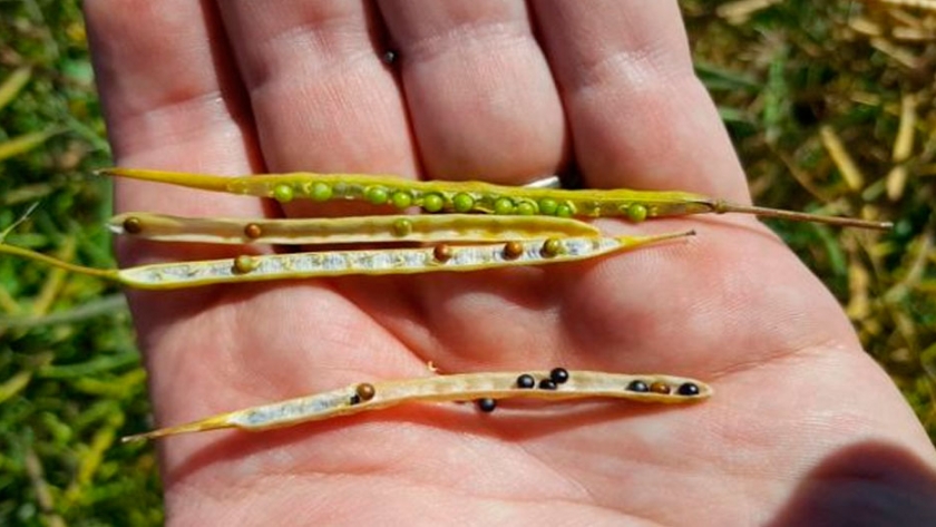 Colza: una oleaginosa con un gran potencial por descubrir