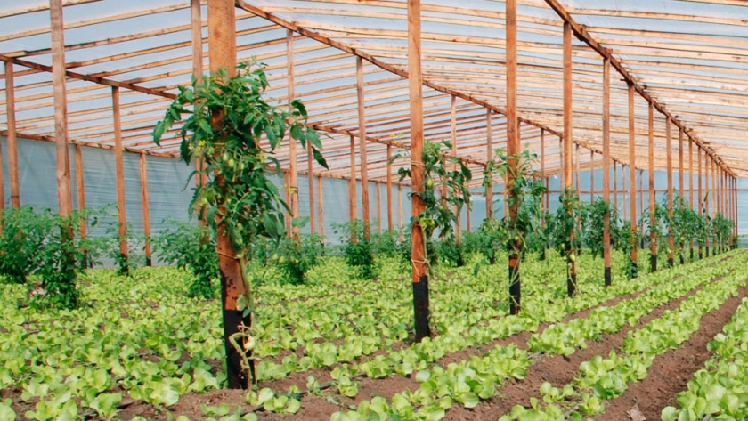 Se simplifican requisitos para la producción de alimentos de la agricultura familiar