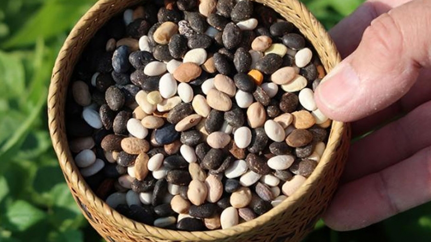 Frijoles Tepary: un cultivo nativo versátil y sostenible