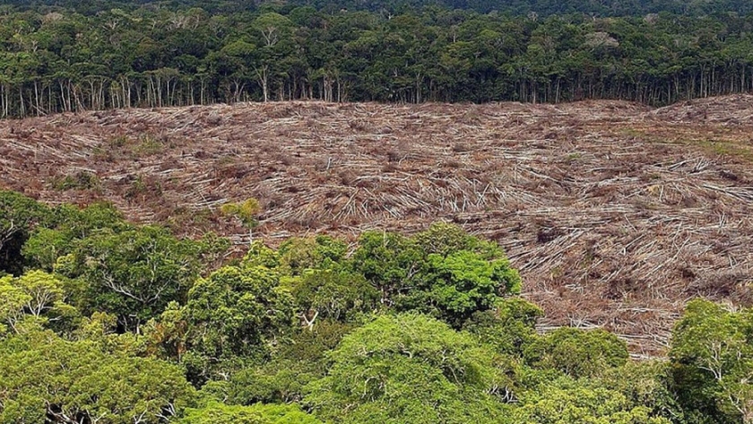 La demanda de carne está impulsando la deforestación en Brasil: cambiar la industria de la soja podría detenerla