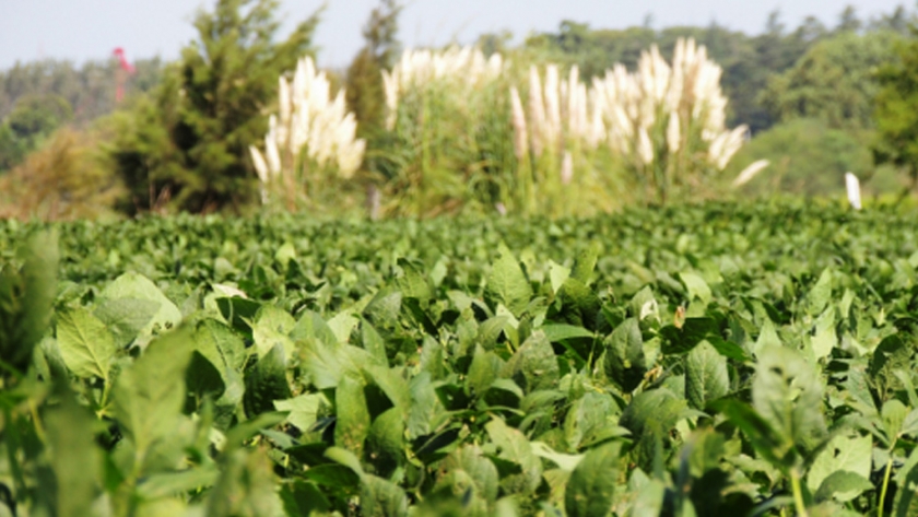 ¿Cómo producir soja sin perder calidad ni ponernos verdes?