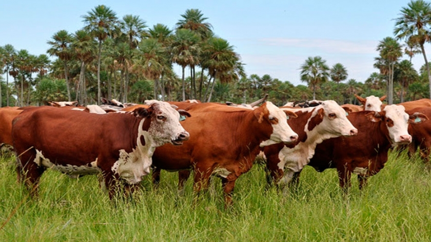 Las vacas argentinas: con barbijo? y pastoreando sustentablemente  
