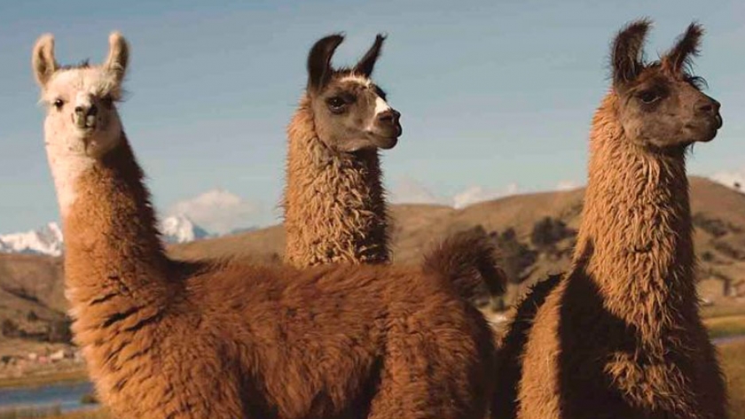 Alternativas para mejorar la producción local de fibra de llama
