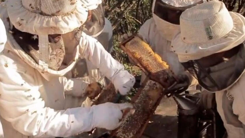 Promueven la producción de miel orgánica en el Impenetrable chaqueño
