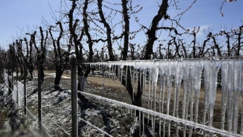 Seguro Agrícola Mendocino 2023/24: La compensación será 247% mayor que la temporada pasada
