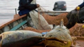Pesca indiscriminada en el Paraná, lanzan brigadas especiales para el control de la práctica
