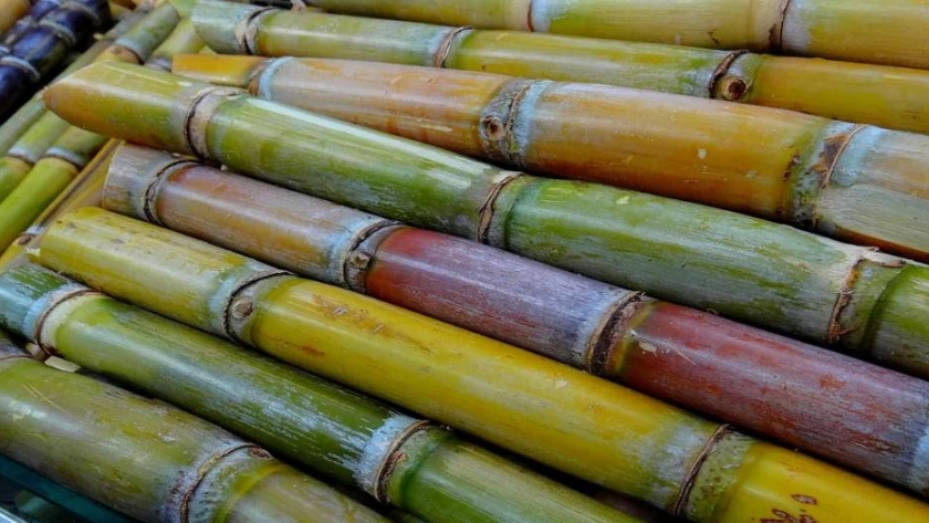 Japón proporciona ayuda para los productores de caña de azúcar en Filipinas